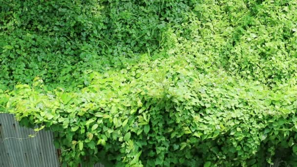 Natures Invasion Overgrown Wild Vine Crossing Rusty Corrugated Metal Fence — Stock Video