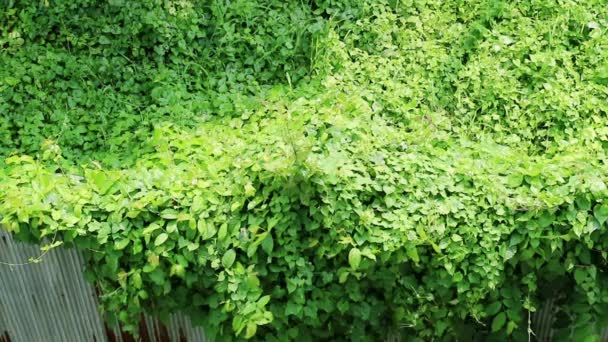 Natures Invasion Overgrown Wild Vine Crossing Rusty Corrugated Metal Fence — Stock Video