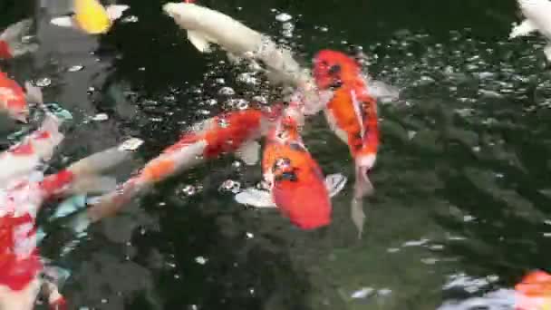 なカラフルな観賞用鯉鯉魚 新鮮な流れる水の池で泳ぐ 水面に美しい気泡 — ストック動画