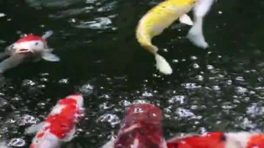 Çeşitli renkli süs Koi sazan balıkları, Cyprinus carpio, taze akan su havuzda yüzmek. Güzel hava kabarcıkları su yüzeyi.