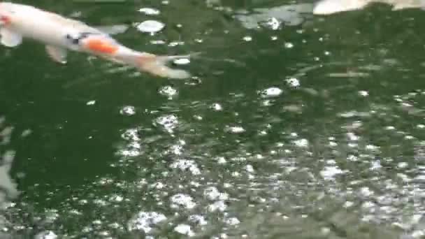 다채로운 물고기 Cyprinus 신선한 흐르는 연못에서 표면에 — 비디오