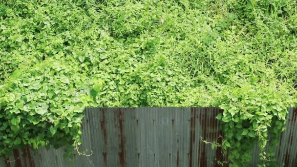 自然入侵 横跨生锈的波纹金属栅栏的杂草丛生的野生藤蔓 — 图库视频影像