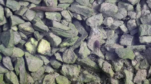 Renacuajo Descansa Sobre Pequeñas Piedras Cubiertas Algas Verdes Agua Agua — Vídeo de stock