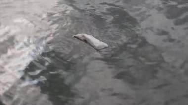 Temiz göl, nehir, deniz ya da okyanus su içerisinde yüzen kirli plastik torba. Su kirliliği başlangıcı. Plastik atık ve plastik kirliliği, gezegenimiz için büyük bir sorun.