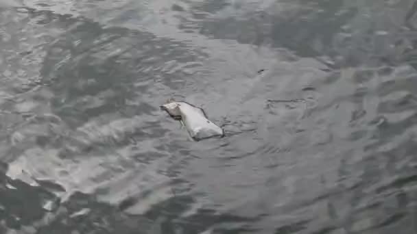 Saco Plástico Sujo Flutuando Lago Limpo Rio Mar Água Oceano — Vídeo de Stock