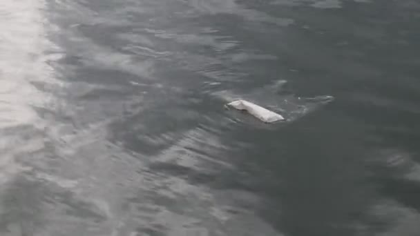 Saco Plástico Sujo Flutuando Lago Limpo Rio Mar Água Oceano — Vídeo de Stock