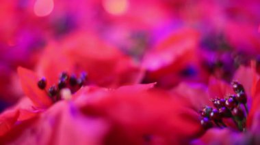 Romantik Noel ve yılbaşı dekorasyon yumuşak odaklı. Yakın çekim güzel kırmızı Atatürk çiçeği yapay çiçek esintiyle üfleme. Noel ışıkları yanıp sönen arka planda.