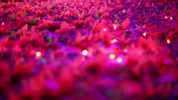 Morbido Concentrato Romantico Natale Capodanno Decorazione Bellissimi Campi Fiori Artificiali — Video Stock