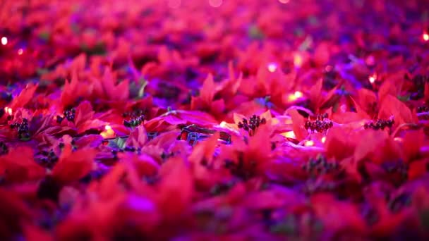 Navidad Romántica Suave Enfocada Decoración Año Nuevo Hermoso Rojo Poinsettia — Vídeo de stock