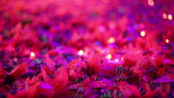 ソフトに焦点を当てたロマンチックなクリスマスと新年の装飾 風に吹かれて美しい赤いポインセチア造花フィールド バック グラウンドで点滅クリスマス ライトを暖かい — ストック動画