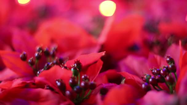 Morbido Concentrato Romantico Natale Capodanno Decorazione Primo Piano Bellissimi Fiori — Video Stock