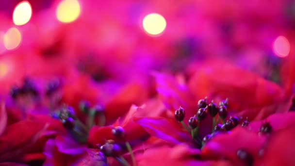 Romantik Noel Yılbaşı Dekorasyon Yumuşak Odaklı Yakın Çekim Güzel Kırmızı — Stok video