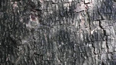 Soyut güzellik doğada. Ağaç kabuğu daha hafif bir arka plan karşı hareket eden karanlık gölge bırakır.