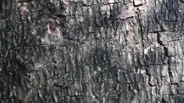自然の中の抽象的な美しさ 木の樹皮の明るい背景に対して葉を移動の暗い影 — ストック動画