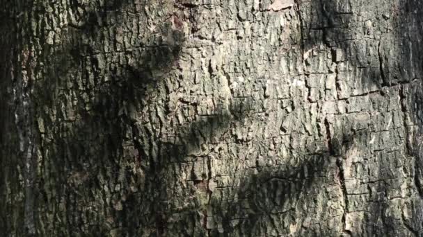 Beauté Abstraite Dans Nature Ombre Sombre Feuilles Mobiles Sur Fond — Video