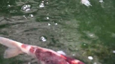 Çeşitli renkli süs Koi sazan balıkları, Cyprinus carpio, taze akan su havuzda yüzmek. Güzel hava kabarcıkları su yüzeyi.