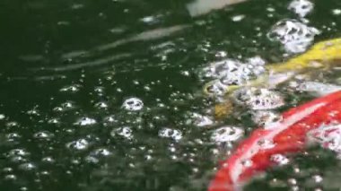 Çeşitli renkli süs Koi sazan balıkları, Cyprinus carpio, taze akan su havuzda yüzmek. Güzel hava kabarcıkları su yüzeyi.