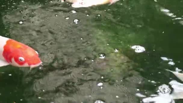 品种丰富多彩的观赏锦鲤鲤鱼鱼 在淡水池塘中游泳 水面上美丽的气泡 — 图库视频影像