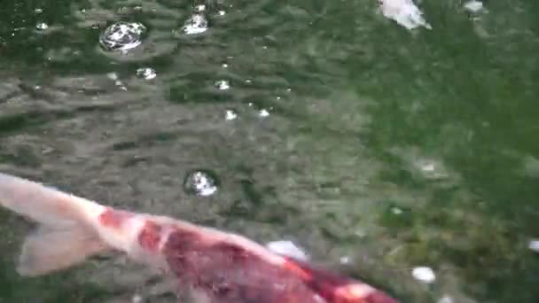 Różne Kolorowe Koi Karpia Ryb Ozdobnych Cyprinus Carpio Pływać Świeżego — Wideo stockowe