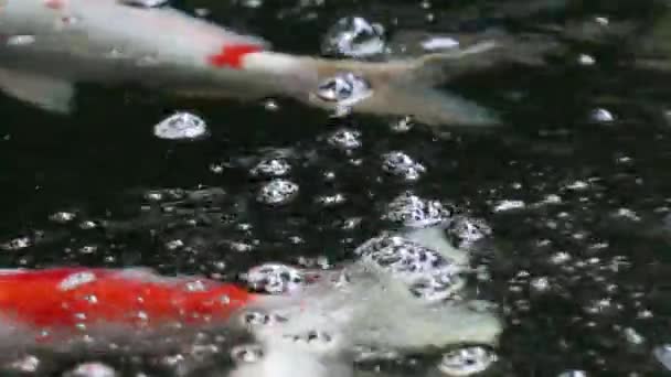 Variety Colorful Ornamental Koi Carp Fishes Cyprinus Carpio Swim Fresh — Stock Video