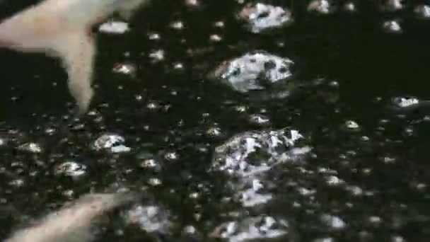 Vielfalt Bunte Zierkoi Karpfenfische Cyprinus Carpio Schwimmen Süßwasser Teich Schöne — Stockvideo