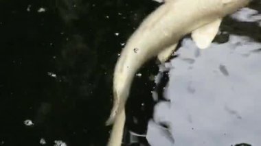 Çeşitli renkli süs Koi sazan balıkları, Cyprinus carpio, su toz parçacık yüzen içinde yeşil yüzmek görmek