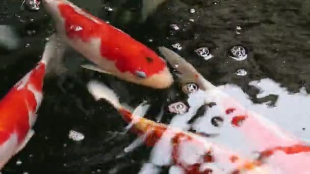 Vista Vicino Della Varietà Colorata Ornamentale Pesci Carpa Koi Ciprinus — Video Stock