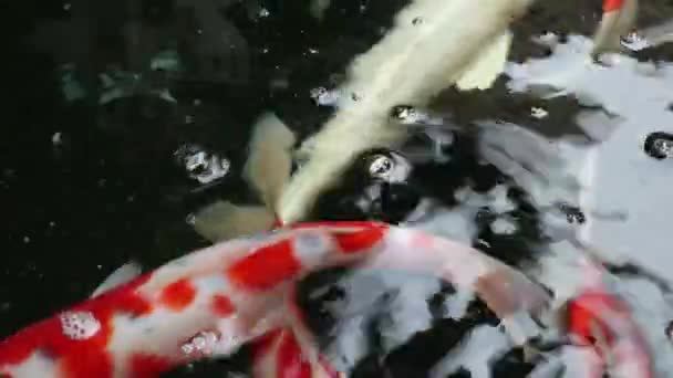 Närbild Olika Färgglada Dekorativa Koi Karp Fiskar Cyprinus Carpio Simma — Stockvideo