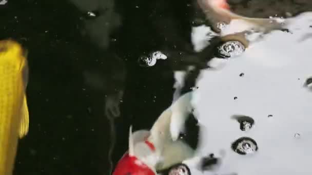 各种五颜六色的观赏性小鱼的特写镜头 游泳在灰尘颗粒漂浮的绿色水 — 图库视频影像