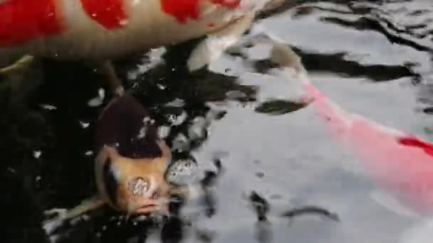 Vista Cerca Variedad Colorido Ornamental Koi Carpa Peces Cyprinus Carpio — Vídeo de stock