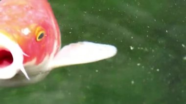 Yumuşak odaklı aşırı yakın görünümünü çeşitli renkli süs Koi sazan balıkları, Cyprinus carpio, su toz parçacık yüzen içinde yeşil yüzmek