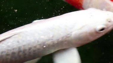 Yumuşak odaklı aşırı yakın görünümünü çeşitli renkli süs Koi sazan balıkları, Cyprinus carpio, su toz parçacık yüzen içinde yeşil yüzmek