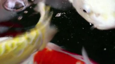 Yumuşak odaklı aşırı yakın görünümünü çeşitli renkli süs Koi sazan balıkları, Cyprinus carpio, su toz parçacık yüzen içinde yeşil yüzmek