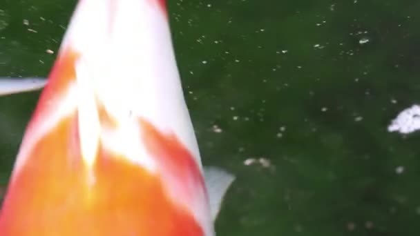 なカラフルな観賞用鯉鯉魚 泳ぐ塵粒子浮遊緑水のソフトに重点を置いた極端なクローズ アップ ビュー — ストック動画