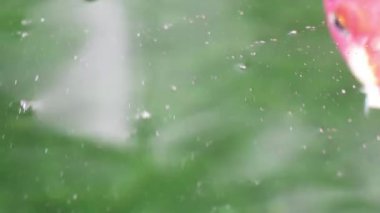 Yumuşak odaklı aşırı yakın görünümünü çeşitli renkli süs Koi sazan balıkları, Cyprinus carpio, su toz parçacık yüzen içinde yeşil yüzmek