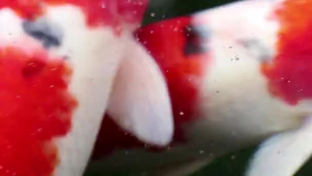 Soft Focused Extreme Close View Variety Colorful Ornamental Koi Carp — Stock Video