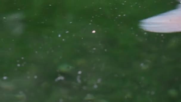 Weich Fokussierte Extreme Nahaufnahme Der Vielfalt Bunte Zierkoi Karpfenfische Cyprinus — Stockvideo