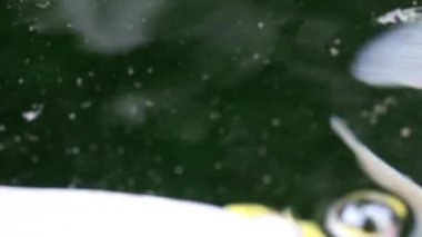 Yumuşak odaklı aşırı yakın görünümünü çeşitli renkli süs Koi sazan balıkları, Cyprinus carpio, su toz parçacık yüzen içinde yeşil yüzmek