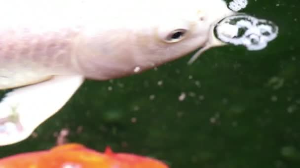 Visão Close Extrema Focada Suaves Variedade Peixes Ornamentais Coloridos Carpa — Vídeo de Stock