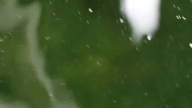 Yumuşak odaklı aşırı yakın görünümünü çeşitli renkli süs Koi sazan balıkları, Cyprinus carpio, su toz parçacık yüzen içinde yeşil yüzmek