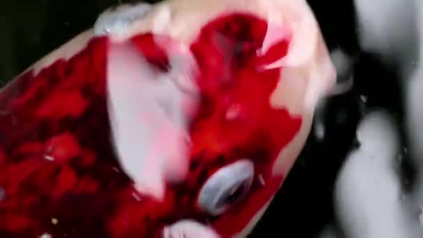 Weich Fokussierte Extreme Nahaufnahme Der Vielfalt Bunte Zierkoi Karpfenfische Cyprinus — Stockvideo
