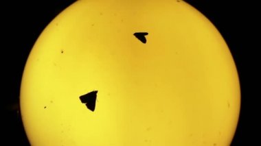 Pervane ve diğer küçük böcekler çevresinde gece eski lamba