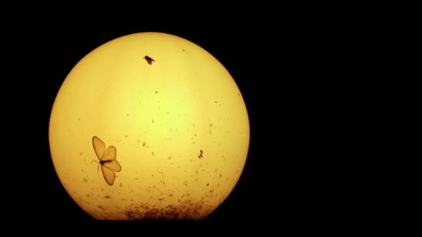Malar Och Andra Små Insekter Runt Gamla Lampan Natten — Stockvideo