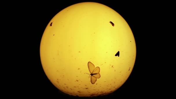 Polillas Otros Insectos Pequeños Alrededor Vieja Lámpara Por Noche — Vídeos de Stock