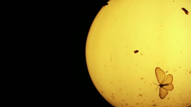 Polillas Otros Insectos Pequeños Alrededor Vieja Lámpara Por Noche — Vídeo de stock