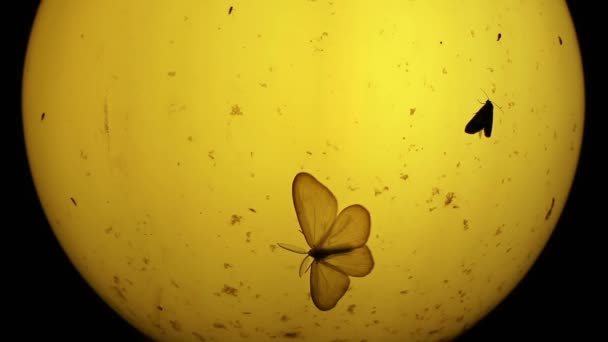 Nachtfalter Und Andere Kleine Insekten Alte Lampe — Stockvideo