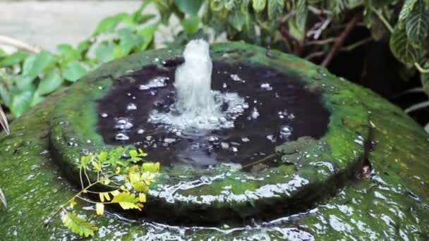 Νερό Κυλάει Στα Φύκια Που Καλύπτονται Μεγάλο Βάζο Σιντριβάνι Στον — Αρχείο Βίντεο