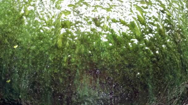 特写的水轻轻地顺着影响藻类覆盖大型喷泉 Jar — 图库视频影像