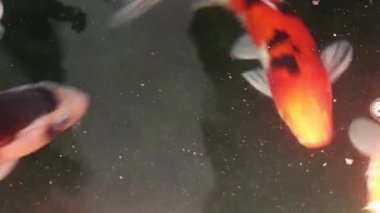 Çeşitli renkli süs Koi sazan balığı, Cyprinus carpio, su kayan toz parçacık içinde yüzmek