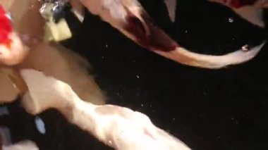 Çeşitli renkli süs Koi sazan balığı, Cyprinus carpio, su kayan toz parçacık içinde yüzmek. Nefes almak için su yüzeyine gelen balık.